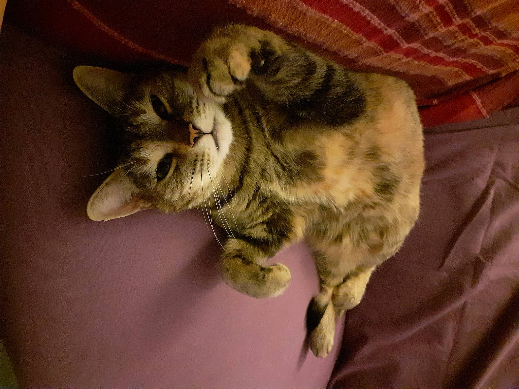 Kâli a rejoint le concours — aidez-le/la à gagner de superbes lots ! carnivore, cat, claw, comfort, domestic_short_haired_cat, ear, eye, felidae, fur, gesture, jaw, nap, paw, small_to_medium_sized_cats, snout, tail, whiskers, wildlife