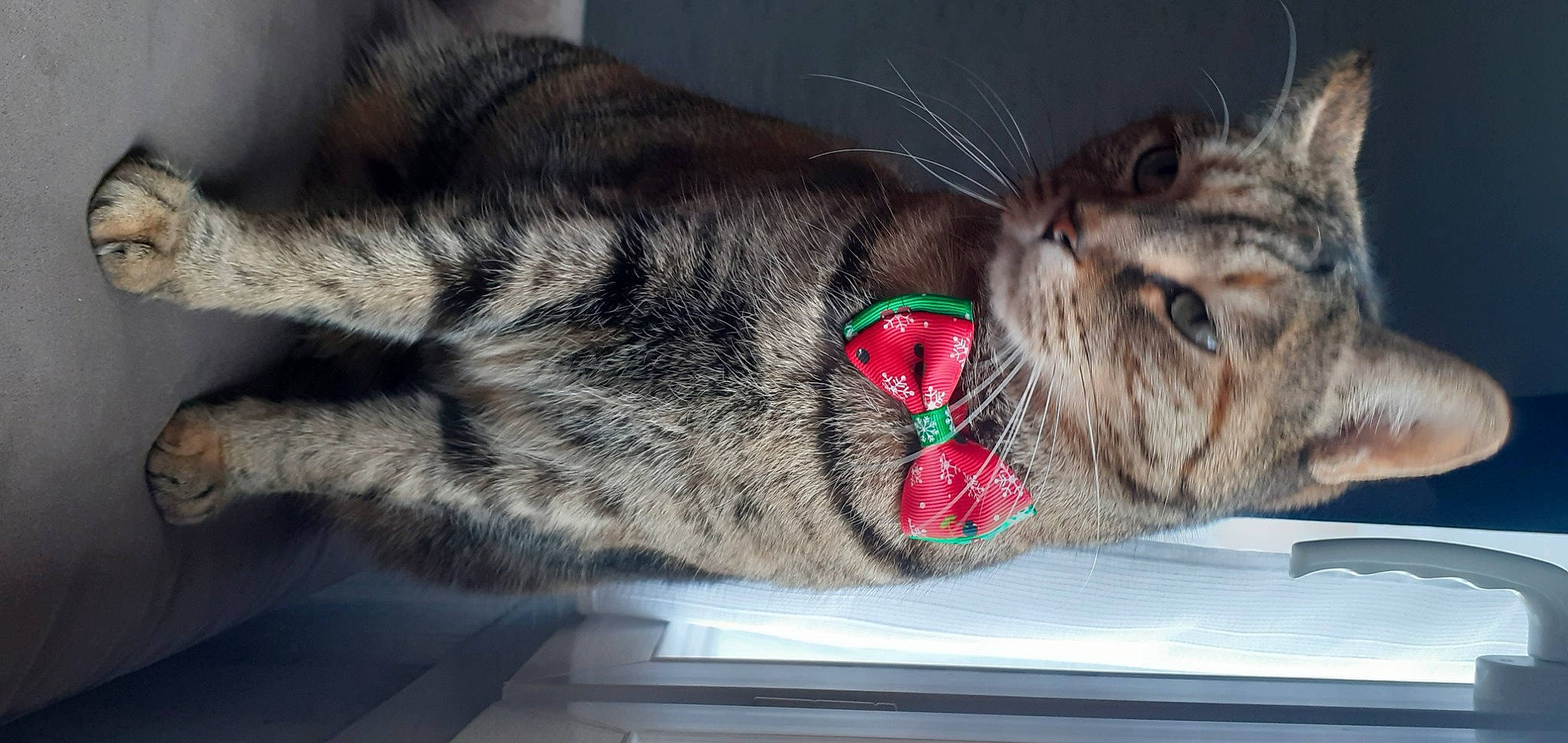 Kâli participe au concours pour gagner de l'argent avec cette photo : carnivore, cat, claw, comfort, domestic_short_haired_cat, ear, eye, felidae, fur, nap, paw, sleep, small_to_medium_sized_cats, snout, tail, terrestrial_animal, whiskers