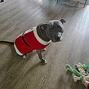 Budda joined the competition — help win amazing prizes! dog, sweater, indoor, wooden_floor, toy, rope_toy, pet, footwear, furniture, looking_up, gray_dog, domestic_animal, flooring, home, casual, cute, animal, companion, playful, resting