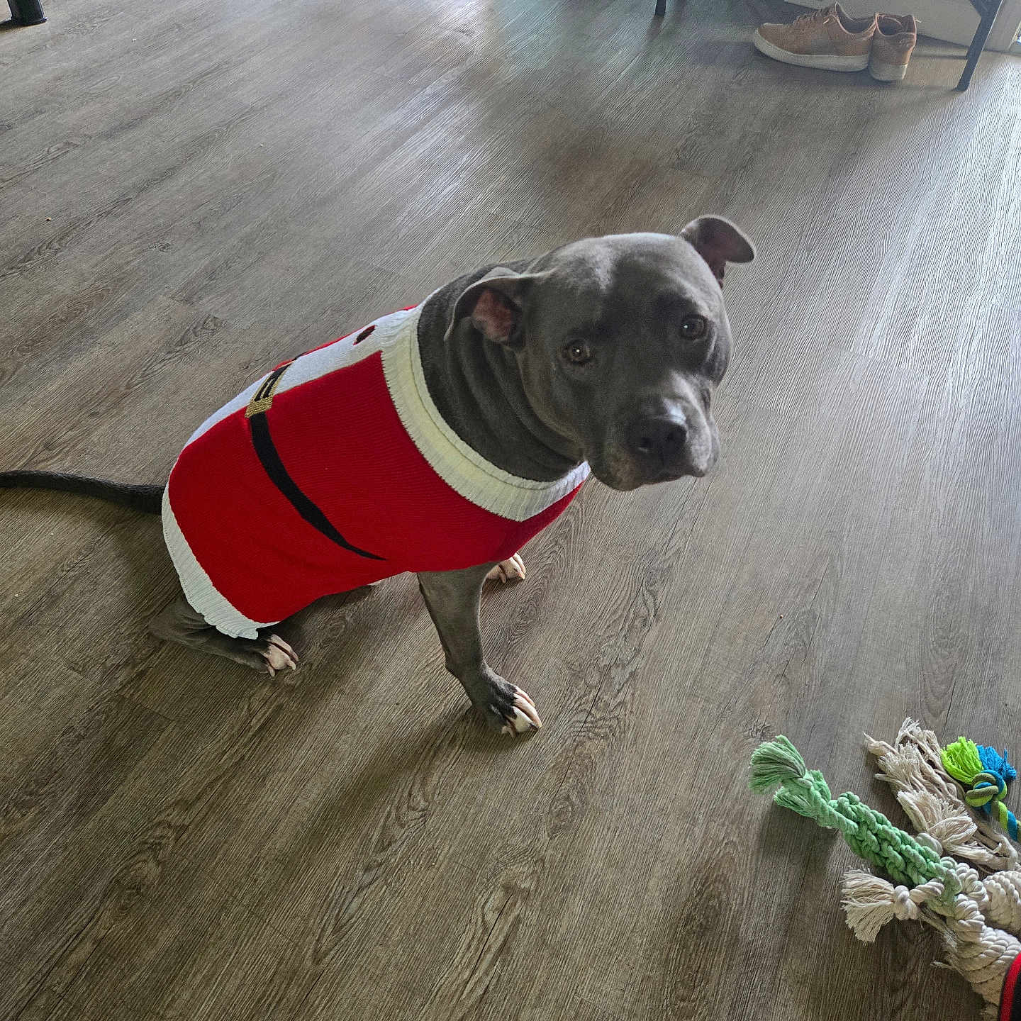 Budda joined the competition — help win amazing prizes! animal, casual, companion, cute, dog, domestic_animal, flooring, footwear, furniture, gray_dog, home, indoor, looking_up, pet, playful, resting, rope_toy, sweater, toy, wooden_floor