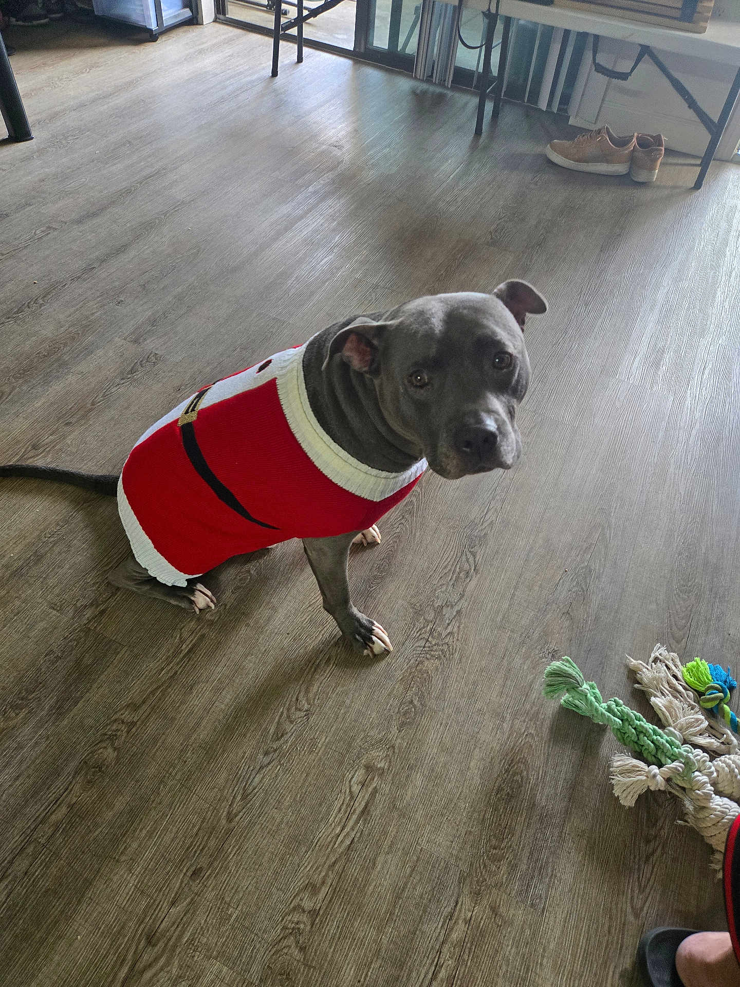 Budda joined the competition — help win amazing prizes! dog, sweater, indoor, wooden_floor, toy, rope_toy, pet, footwear, furniture, looking_up, gray_dog, domestic_animal, flooring, home, casual, cute, animal, companion, playful, resting