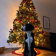 Gaïa participe au concours pour gagner de l'argent avec cette photo : dog, christmas_tree, holiday, decorations, lights, living_room, wooden_floor, ornaments, black_and_white, pet, festive, indoor, cozy, sofa, cushion, framed_picture, tree_skirt, calm, sitting, warm_lighting