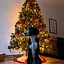 dog, christmas_tree, holiday, decorations, lights, living_room, wooden_floor, ornaments, black_and_white, pet, festive, indoor, cozy, sofa, cushion, framed_picture, tree_skirt, calm, sitting, warm_lighting