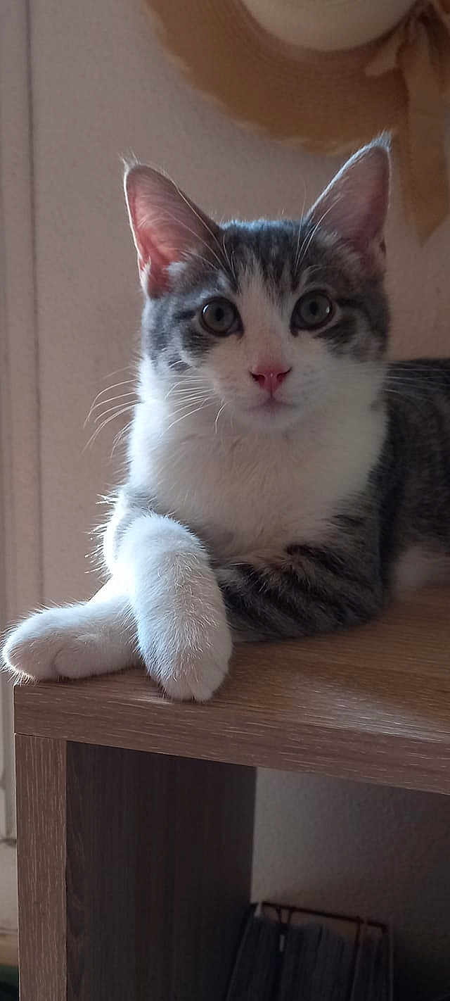 Roméo