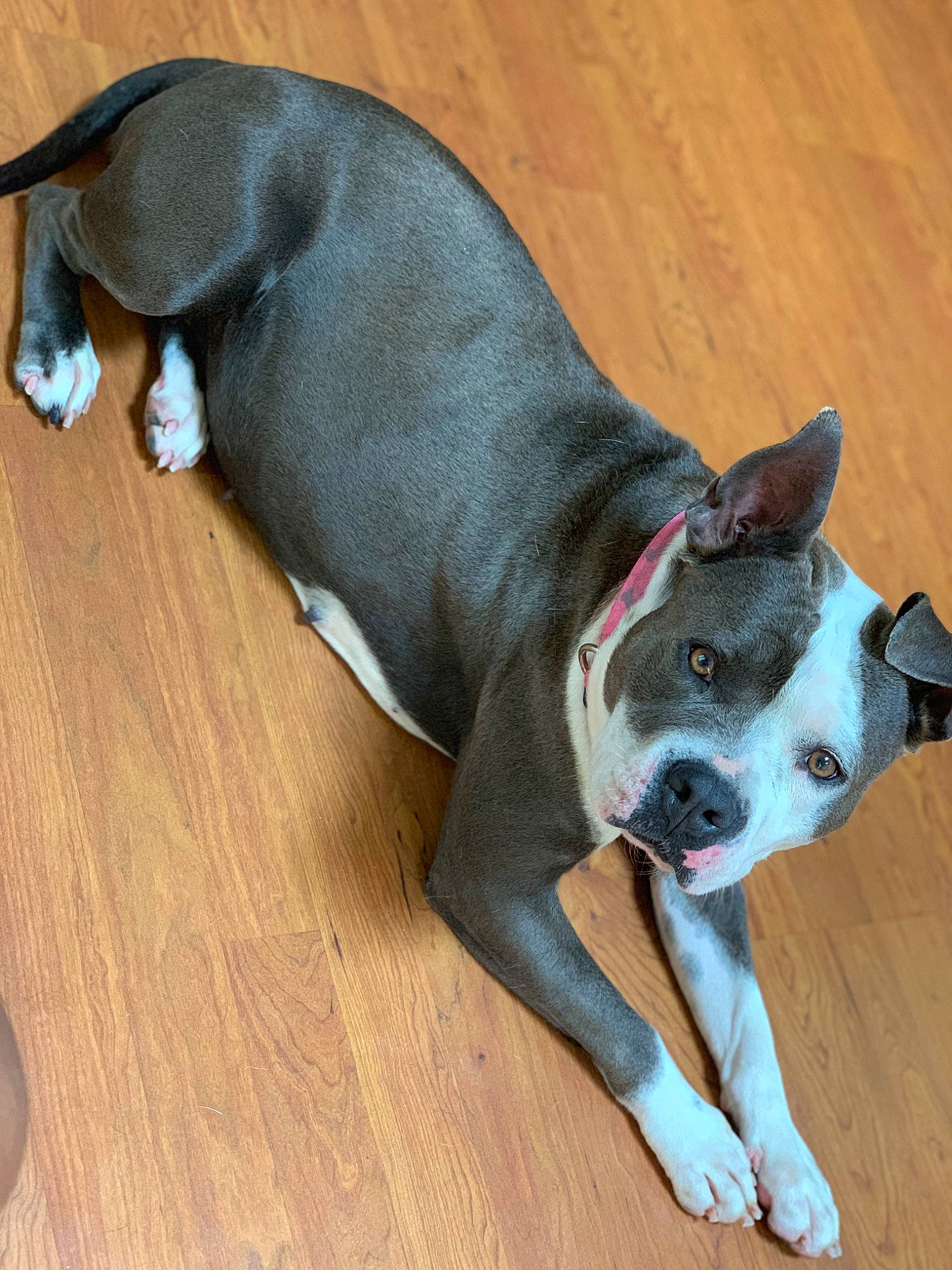 Diamond is registered to the contest to win money with this photo: canidae, carnivore, collar, comfort, companion_dog, dog, dog_breed, dog_collar, dog_supply, ear, fawn, flooring, hardwood, liver, pet_supply, snout, sporting_group, tail, wood, working_animal