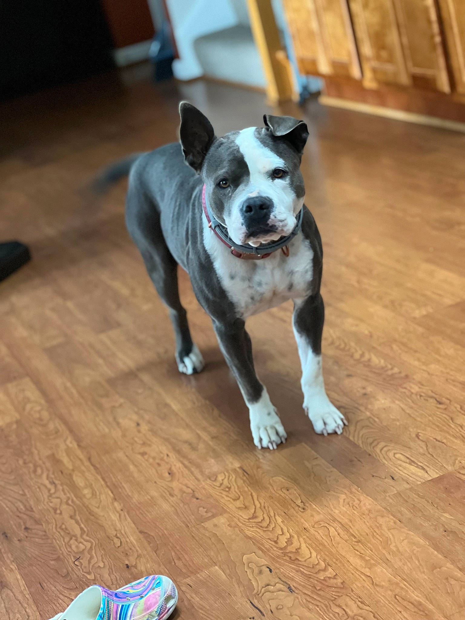 Diamond joined the competition — help win amazing prizes! blue, boston_terrier, carnivore, collar, companion_dog, dog, dog_breed, fawn, flooring, hardwood, laminate_flooring, snout, tail, whiskers, white, window, wood, wood_flooring, wood_stain, working_animal