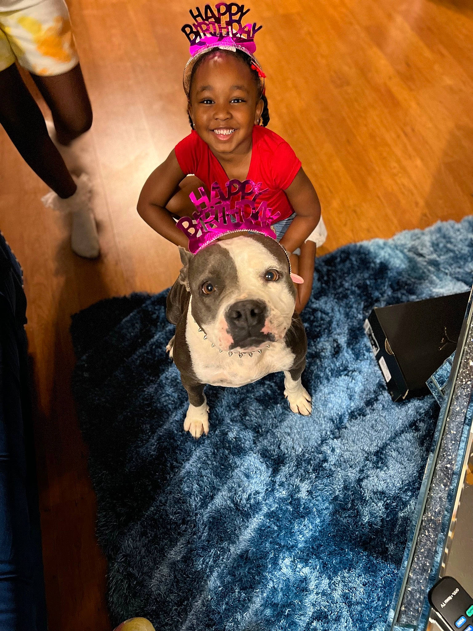 Diamond is registered to the contest to win money with this photo: ball, carnivore, chair, child, companion_dog, dog, dog_breed, dog_clothes, fawn, flooring, fun, happy, leash, leg, smile, snout, sporting_group, thigh, toddler, toy_dog