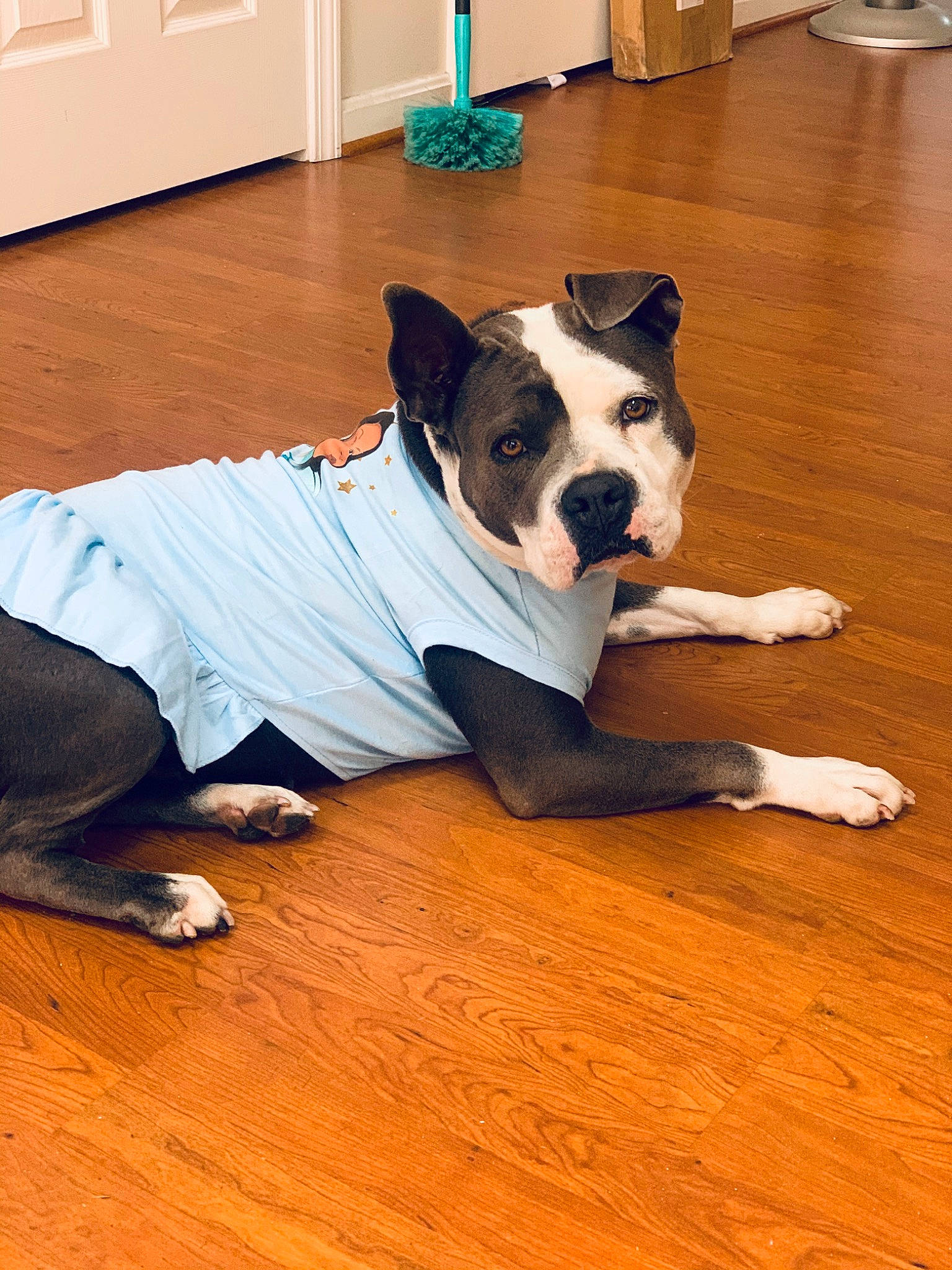 Diamond joined the competition — help win amazing prizes! cabinetry, carnivore, collar, comfort, companion_dog, dog, dog_breed, dog_supply, fawn, floor, flooring, hardwood, laminate_flooring, pet_supply, snout, tail, wood, wood_flooring, wood_stain, working_animal