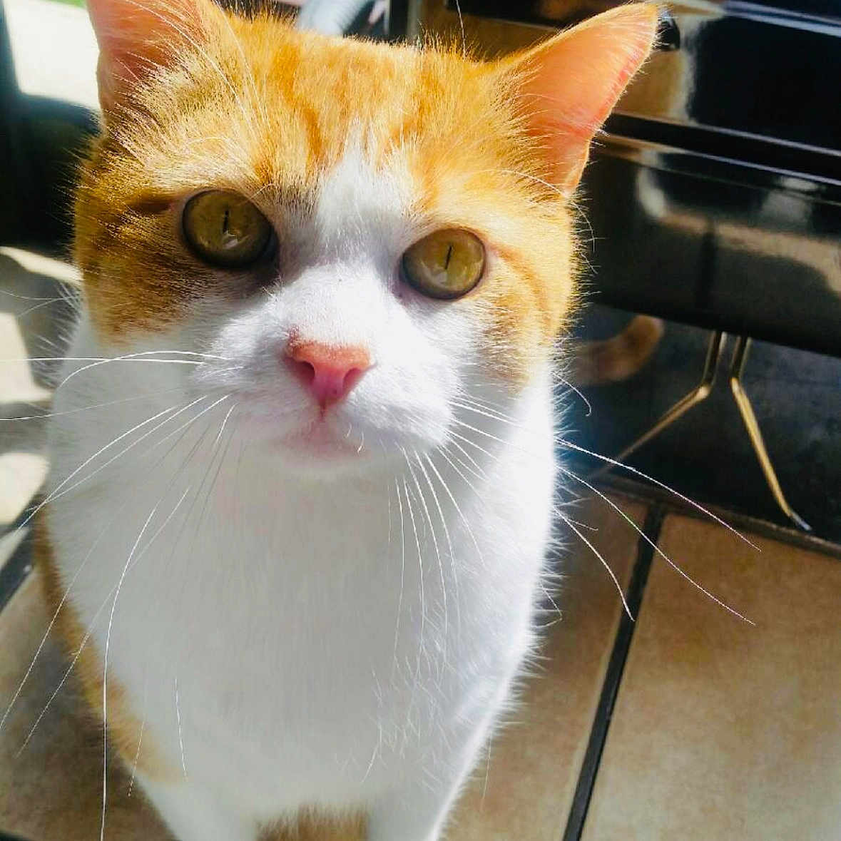 Nikko