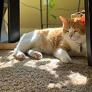 Nikko joined the competition — help win amazing prizes! cat, orange_cat, white_cat, pet, feline, animal, lying_down, relaxed, sunlight, sunbeam, carpet, indoor, home, furniture, table, collar, whiskers, green_eyes, portrait, cozy
