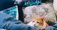 Nikko is registered to the contest to win money with this photo: cat, orange_cat, white_cat, animal, pet, feline, face, eyes, ears, whiskers, bed, blanket, pillows, cushions, bedding, indoors, cozy, sleeping, portrait, home