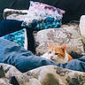 cat, orange_cat, white_cat, animal, pet, feline, face, eyes, ears, whiskers, bed, blanket, pillows, cushions, bedding, indoors, cozy, sleeping, portrait, home