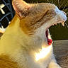 Nikko joined the competition — help win amazing prizes! cat, orange_and_white, yawning, sleepy, feline, pet, close_up, portrait, whiskers, fangs, open_mouth, pink_nose, fur, sunlight, golden_light, paw, outdoor, chair, dramatic, cute