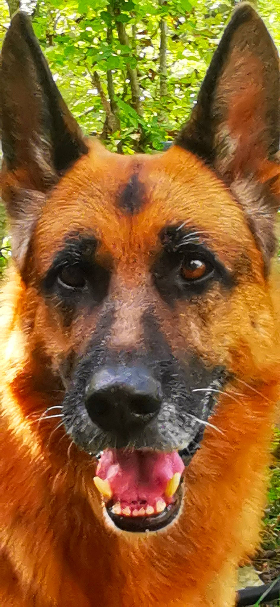 Inook participe au concours pour gagner de l'argent avec cette photo : ancient_dog_breeds, canidae, carnivore, collar, companion_dog, dog, dog_breed, fawn, fur, guard_dog, herding_dog, hunting_dog, plant, snout, sporting_group, terrestrial_animal, whiskers, wildlife, working_dog