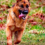 Inook participe au concours pour gagner de l'argent avec cette photo : dog, german_shepherd, running, grass, outdoor, tongue_out, canine, animal, pet, mammal, brown, black, fur, playful, energetic, nature, field, motion, portrait, happy