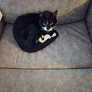 Sassy Girl joined the competition — help win amazing prizes! animal, black_and_white, cat, comfort, couch, cozy, curled_up, ears, feline, fur, furniture, green_eyes, home, indoor, looking, pet, relaxed, resting, tail, whiskers