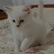 Snowflake joined the competition — help win amazing prizes! kitten, cat, white_fur, blue_eyes, bed, floral_bedspread, indoor, pet, cute, animal, feline, young, soft_fur, curious, small, domestic, mammal, whiskers, ears, tail