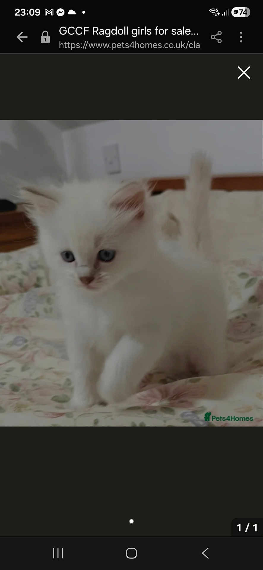 Snowflake joined the competition — help win amazing prizes! kitten, cat, white_fur, blue_eyes, bed, floral_bedspread, indoor, pet, cute, animal, feline, young, soft_fur, curious, small, domestic, mammal, whiskers, ears, tail