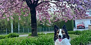 Eden a rejoint le concours — aidez-le/la à gagner de superbes lots ! dog, border_collie, sitting, tongue_out, tree, pink_blossoms, flowering_tree, greenery, plants, pathway, outdoor, spring, nature, pet, canine, leash, happy, fur, ears, daylight