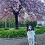 dog, border_collie, sitting, tongue_out, tree, pink_blossoms, flowering_tree, greenery, plants, pathway, outdoor, spring, nature, pet, canine, leash, happy, fur, ears, daylight