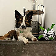 Eden participe au concours pour gagner de l'argent avec cette photo : dog, step, marble, table, vase, dried_flowers, decor, toy, paw_print, green_ribbons, indoor, pet, relaxed, brown_white_fur, black_fur, ears, nose, paws, floor, wall