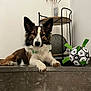 dog, step, marble, table, vase, dried_flowers, decor, toy, paw_print, green_ribbons, indoor, pet, relaxed, brown_white_fur, black_fur, ears, nose, paws, floor, wall