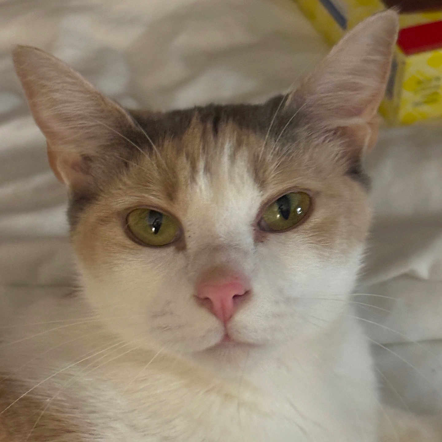 Luna joined the competition — help win amazing prizes! abyssinian, angora, animal, cat, kitten, manx, pet, siamese