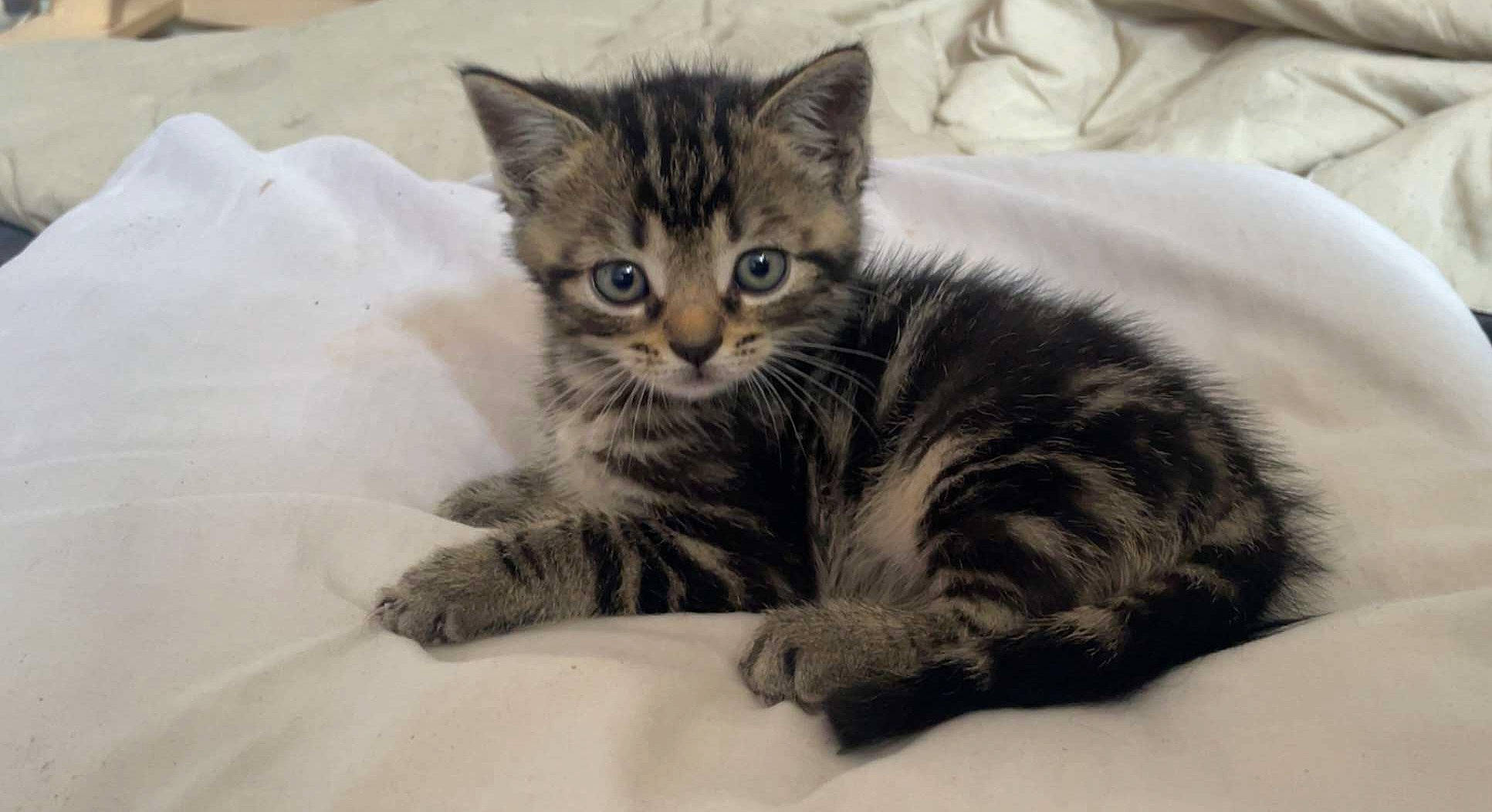 Samy a rejoint le concours — aidez-le/la à gagner de superbes lots ! carnivore, cat, claw, comfort, domestic_short_haired_cat, felidae, fur, nap, paw, small_to_medium_sized_cats, snout, tail, terrestrial_animal, whiskers