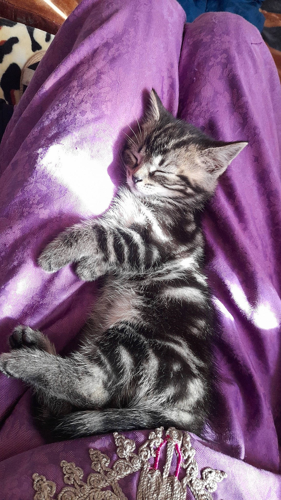 Samy a rejoint le concours — aidez-le/la à gagner de superbes lots ! carnivore, cat, claw, comfort, darkness, domestic_short_haired_cat, felidae, fur, gesture, grey, magenta, pattern, paw, pink, purple, sleeve, small_to_medium_sized_cats, tail, violet, whiskers