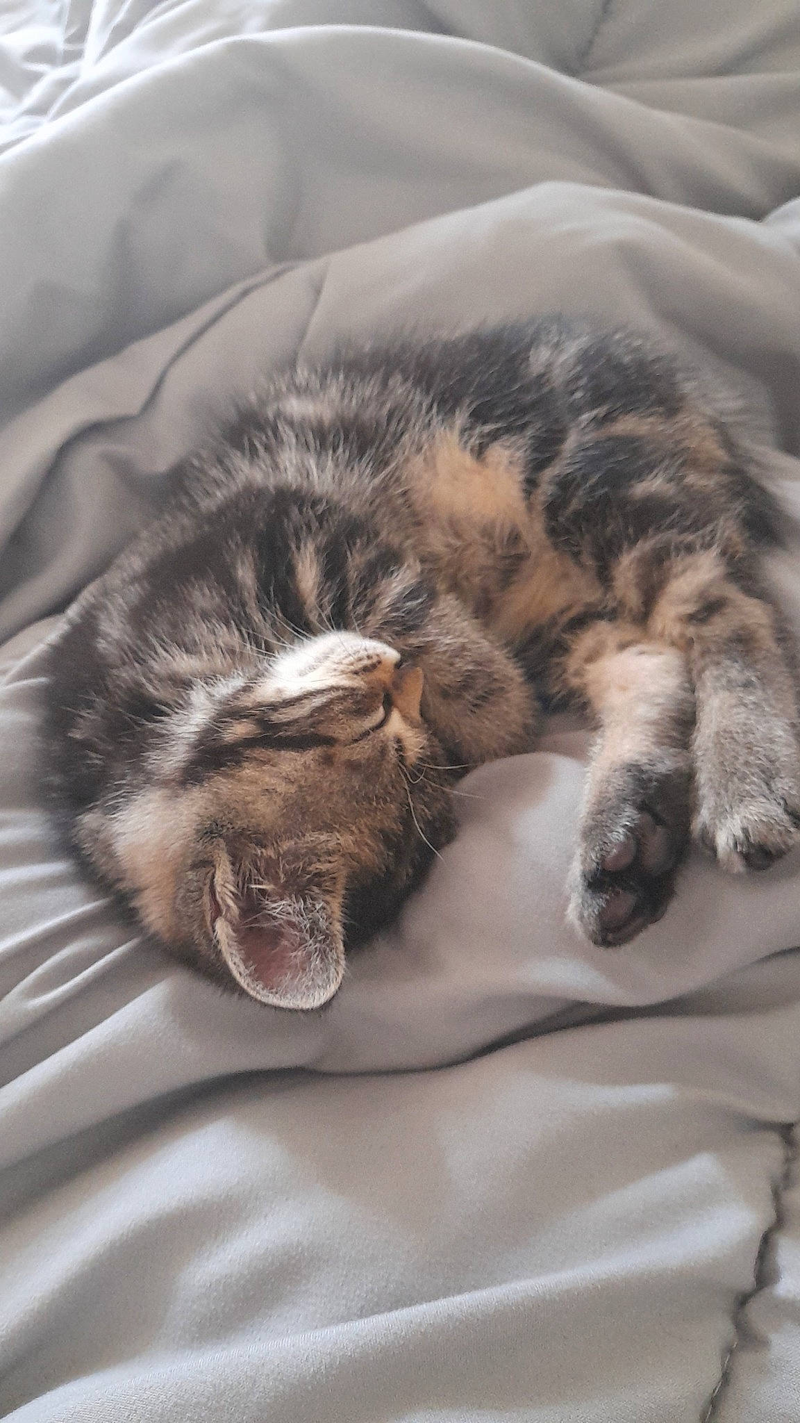 Samy participe au concours pour gagner de l'argent avec cette photo : carnivore, cat, claw, close_up, cloud, comfort, domestic_short_haired_cat, felidae, fur, grey, mammal, mountain, paw, small_to_medium_sized_cats, snout, tail, terrestrial_animal, vertebrate, whiskers, wildlife