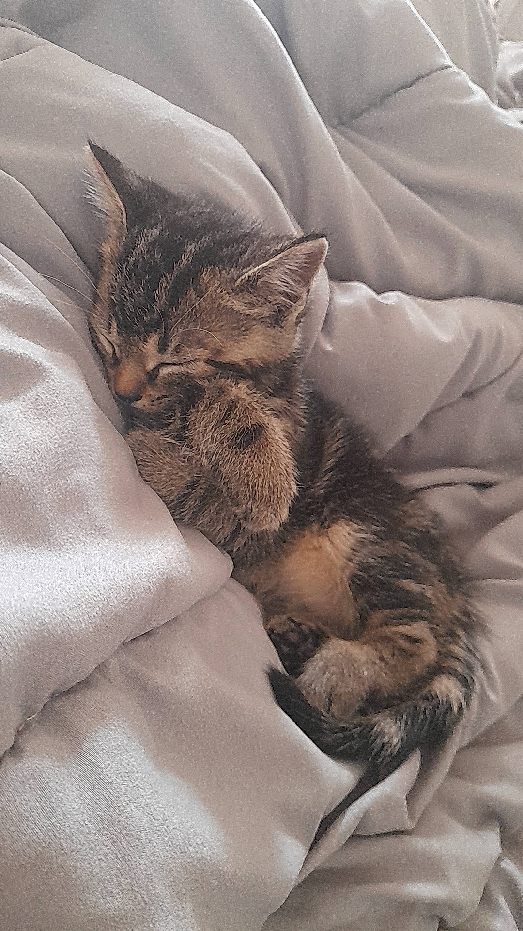 Samy participe au concours pour gagner de l'argent avec cette photo : bed, bed_sheet, bedding, brown, carnivore, cat, claw, comfort, domestic_short_haired_cat, duvet, felidae, fur, grey, linens, paw, small_to_medium_sized_cats, snout, terrestrial_animal, textile, whiskers