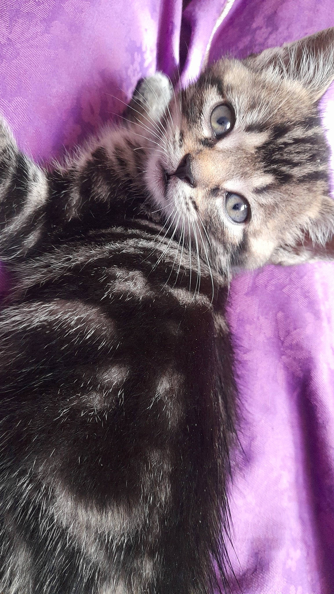 Samy a rejoint le concours — aidez-le/la à gagner de superbes lots ! carnivore, cat, claw, close_up, comfort, domestic_short_haired_cat, felidae, foot, fur, gesture, hug, magenta, mammal, paw, photo_caption, plant, small_to_medium_sized_cats, snout, tail, whiskers