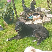 Arko participe au concours pour gagner de l'argent avec cette photo : dog, grass, garden, statue, buddha, wooden_horse, plant, flower_pot, rocks, sunlight, outdoor, pet, animal, greenery, relaxing, nature, daytime, two_dogs, black_dog, white_dog