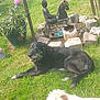dog, grass, garden, statue, buddha, wooden_horse, plant, flower_pot, rocks, sunlight, outdoor, pet, animal, greenery, relaxing, nature, daytime, two_dogs, black_dog, white_dog
