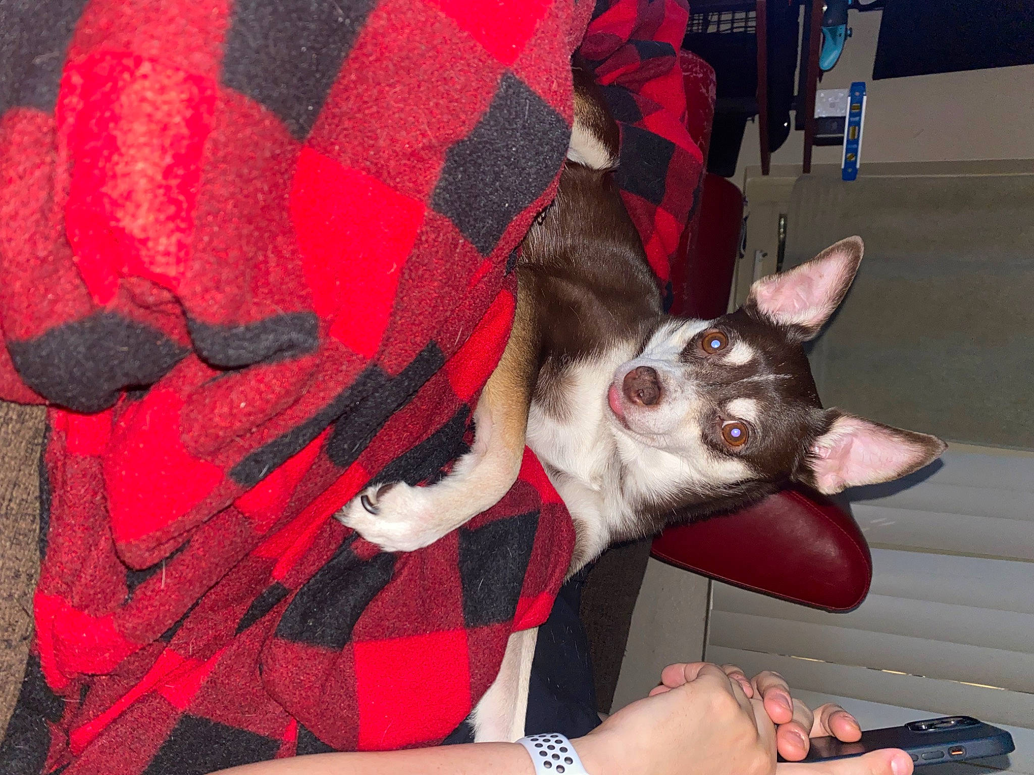 Maui is registered to the contest to win money with this photo: carnivore, comfort, companion_dog, dog, dog_breed, fawn, felidae, foot, gesture, leg, plaid, red, small_to_medium_sized_cats, snout, tartan, textile, thigh, watch, whiskers, white