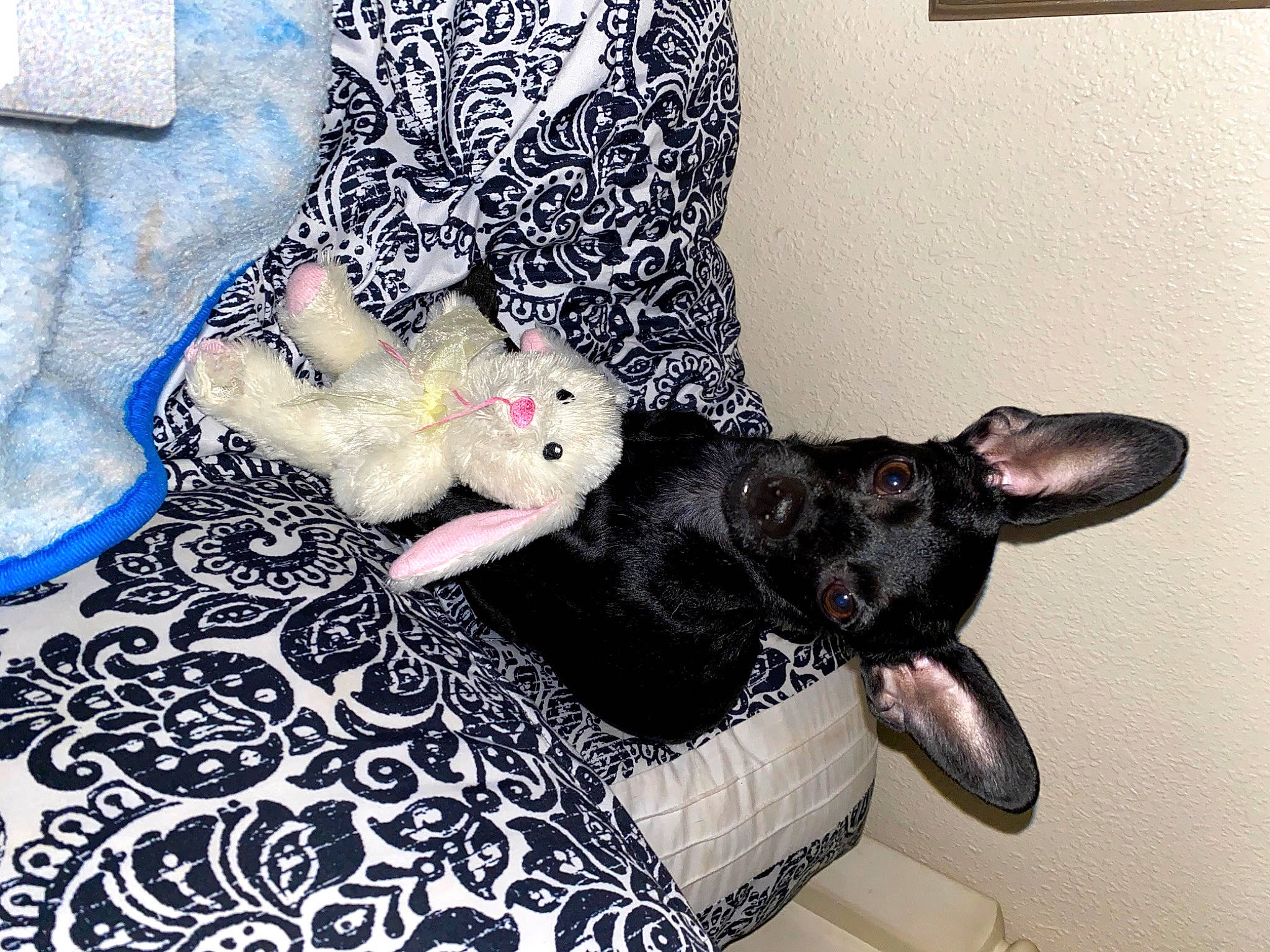 Tiny joined the competition — help win amazing prizes! carnivore, comfort, companion_dog, couch, dog, dog_breed, fawn, felidae, fur, linens, mammal, paw, room, small_to_medium_sized_cats, sporting_group, tail, toy, toy_dog, vertebrate, whiskers