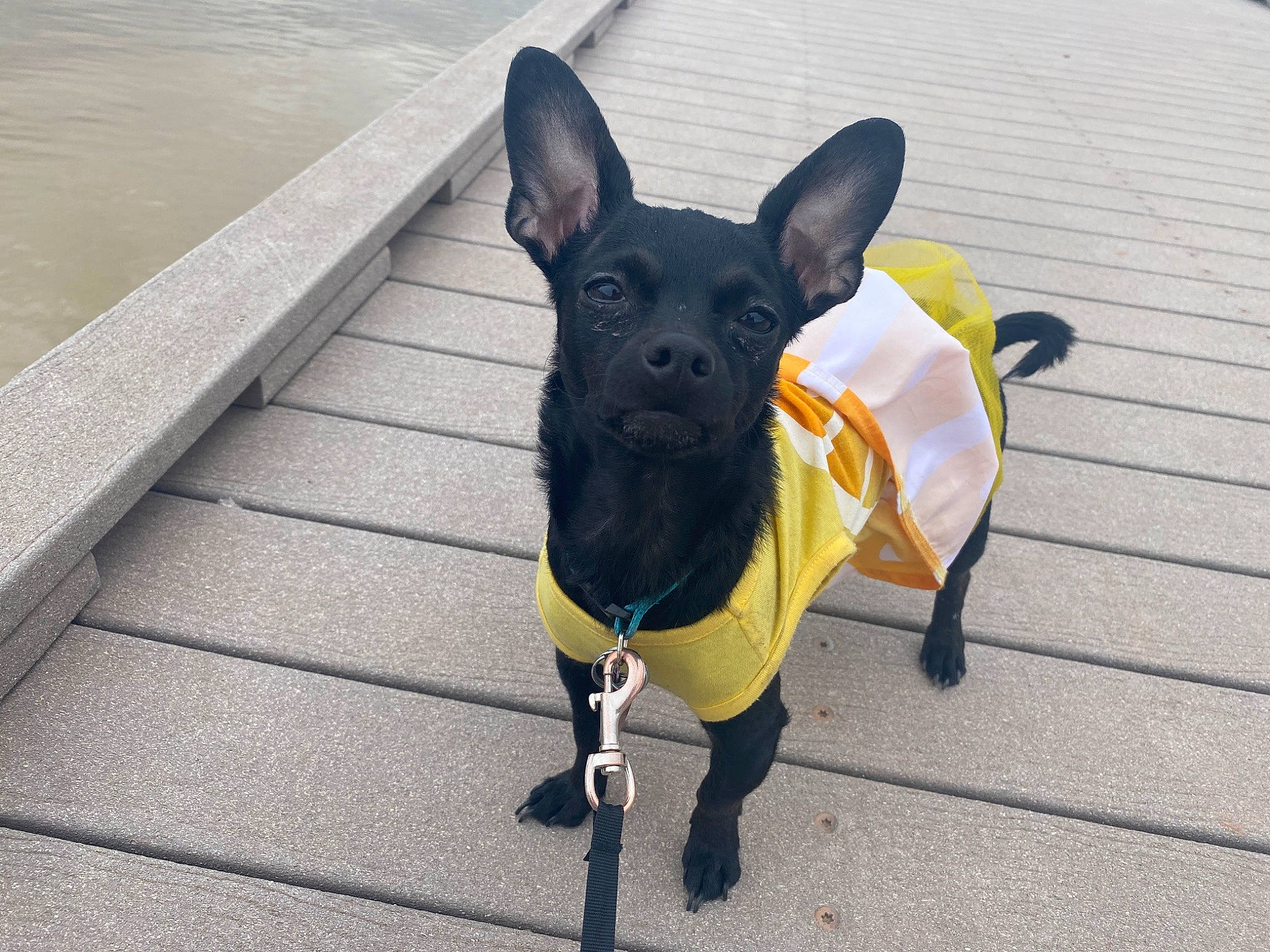 Tiny joined the competition — help win amazing prizes! canidae, carnivore, collar, companion_dog, dog, dog_breed, dog_collar, dog_supply, fawn, flooring, leash, pet_supply, road_surface, snout, sporting_group, tail, toy_dog, whiskers, wood, working_animal