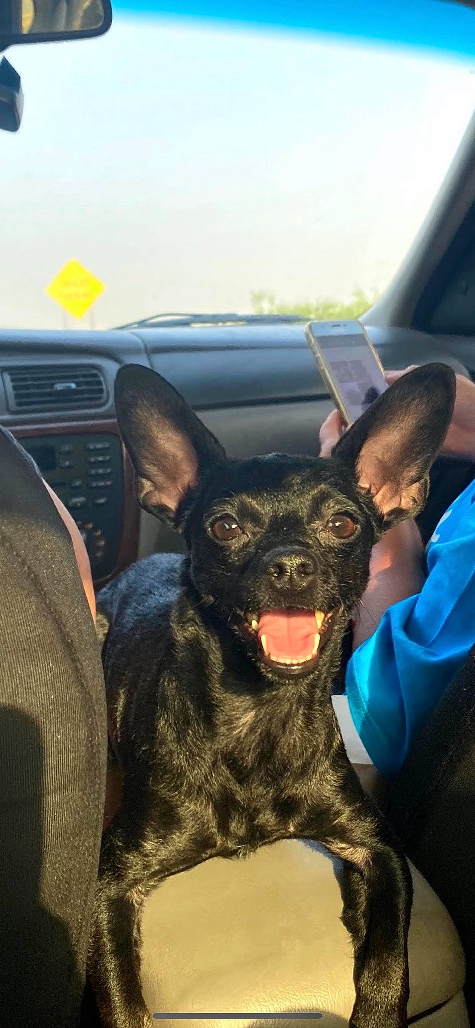 Tiny joined the competition — help win amazing prizes! auto_part, automotive_exterior, automotive_tire, car, carnivore, companion_dog, dog, dog_breed, ear, fawn, motor_vehicle, radio, sky, snout, steering_wheel, travel, vehicle, vehicle_door, whiskers, windshield