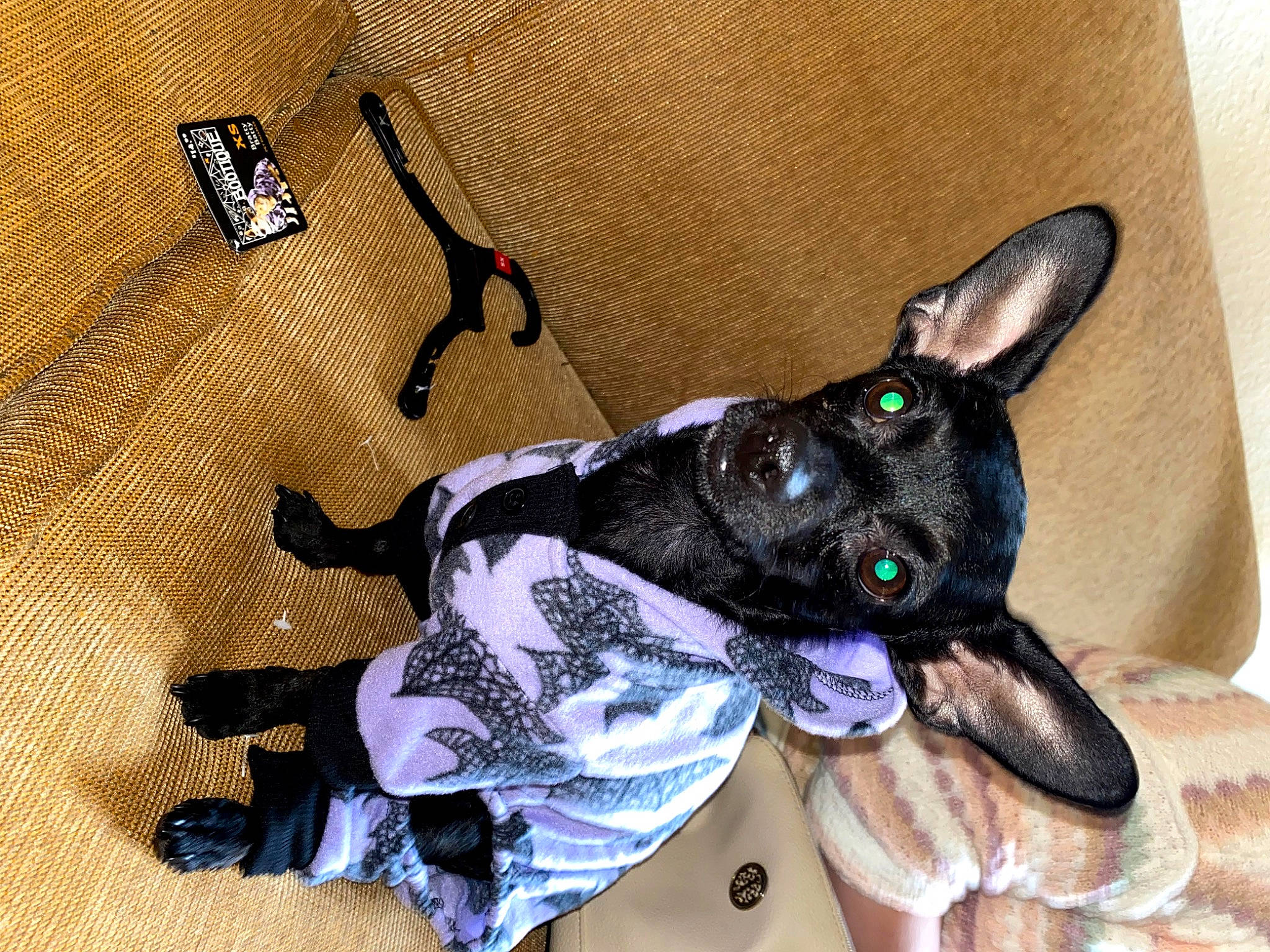 Tiny is registered to the contest to win money with this photo: art, canidae, carnivore, collar, comfort, companion_dog, dog, dog_breed, dog_collar, dog_supply, ear, fawn, fur, pet_supply, snout, sporting_group, tail, toy_dog, whiskers, working_animal