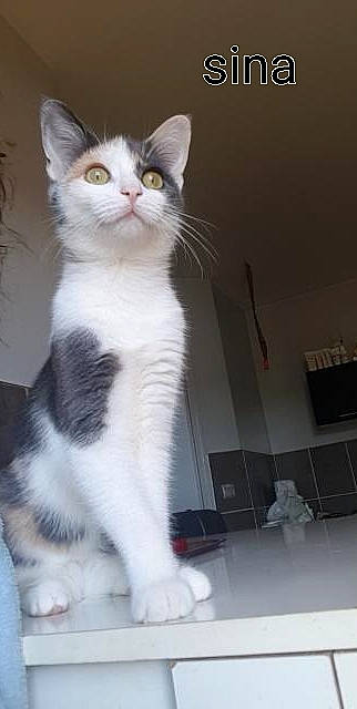 Sina participe au concours pour gagner de l'argent avec cette photo : carnivore, cat, claw, domestic_short_haired_cat, eye, felidae, foot, fur, paw, sitting, small_to_medium_sized_cats, snout, tail, whiskers