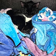 Millie Mae is registered to the contest to win money with this photo: cat, black_and_white, sleeping, blanket, cozy, soft, indoor, pet, feline, resting, comfort, colorful, fabric, fur, whiskers, nap, relaxed, cute, animal, domestic