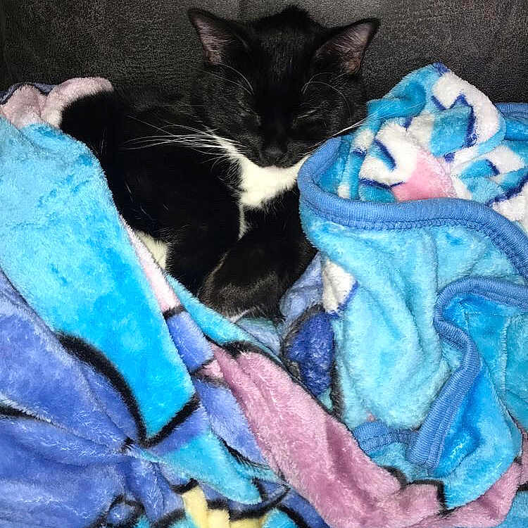 Millie Mae is registered to the contest to win money with this photo: animal, black_and_white, blanket, cat, colorful, comfort, cozy, cute, domestic, fabric, feline, fur, indoor, nap, pet, relaxed, resting, sleeping, soft, whiskers