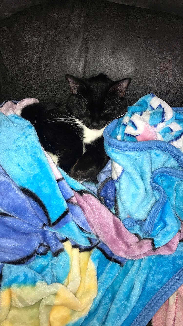 Millie Mae is registered to the contest to win money with this photo: cat, black_and_white, sleeping, blanket, cozy, soft, indoor, pet, feline, resting, comfort, colorful, fabric, fur, whiskers, nap, relaxed, cute, animal, domestic
