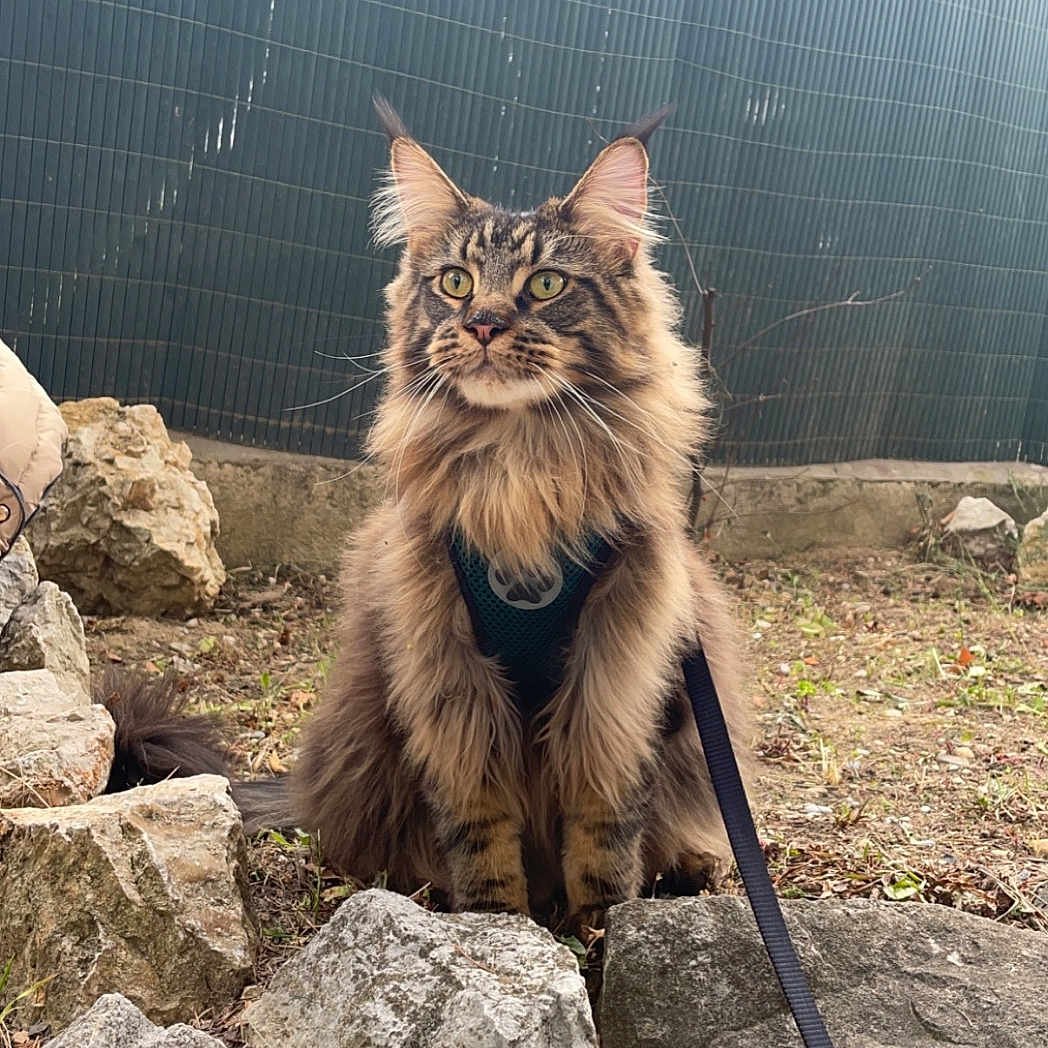 Simba participe au concours pour gagner de l'argent avec cette photo : accessories, animal, architecture, building, cat, kitten, leash, manx, nature, outdoors, person, pet, plant, road, rock, rubble, slate, soil, strap, wall
