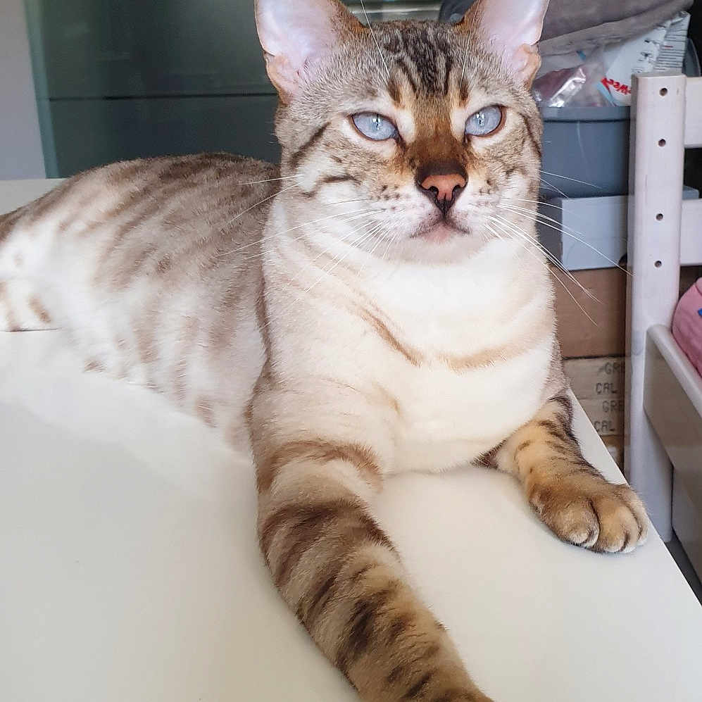 Gandja a rejoint le concours — aidez-le/la à gagner de superbes lots ! abyssinian, accessories, animal, bag, cat, desk, face, furniture, handbag, head, indoors, interiordesign, kitten, person, pet, photography, portrait, siamese, table, wood