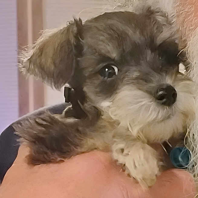 Levi is registered to the contest to win money with this photo: accessories, affenpinscher, animal, canine, cockerspaniel, dog, pet, poodle, puppy, terrier, whitedog