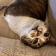 Lucy is registered to the contest to win money with this photo: cat, tabby_cat, upside_down, lying_down, knitted_blanket, beige_couch, whiskers, fur, close_up, pet, indoor, cozy, relaxed, curious, eyes, nose, face, soft_texture, home, resting