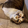 cat, tabby_cat, upside_down, lying_down, knitted_blanket, beige_couch, whiskers, fur, close_up, pet, indoor, cozy, relaxed, curious, eyes, nose, face, soft_texture, home, resting