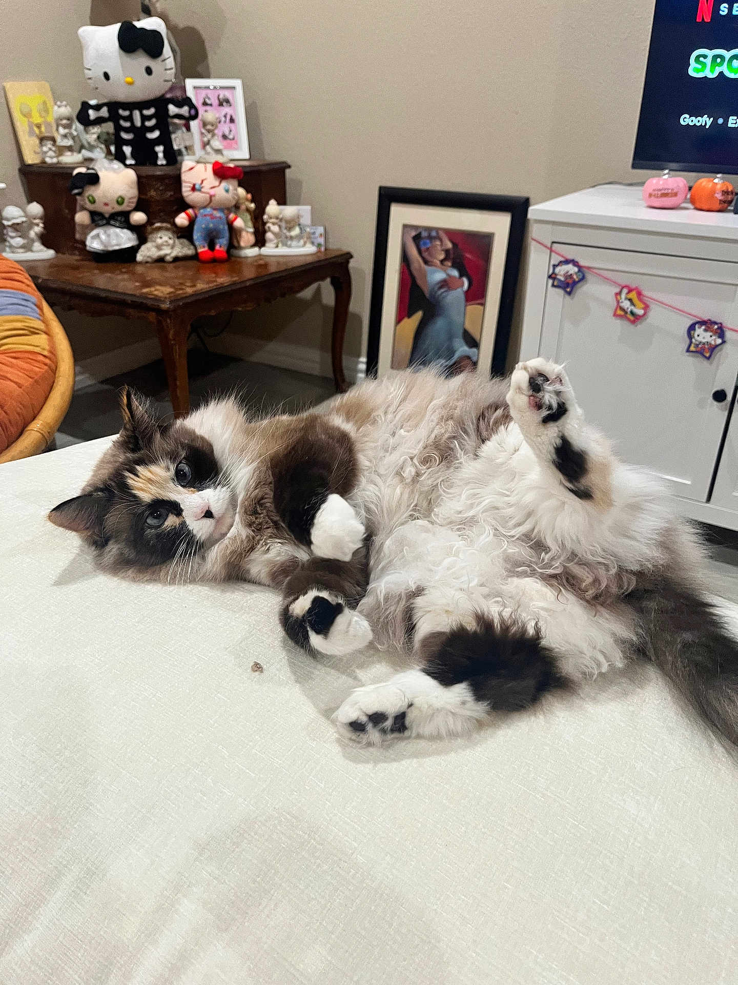 Honey joined the competition — help win amazing prizes! cat, fluffy, lying_down, white_surface, hello_kitty, plush_toys, decorations, painting, tv, living_room, cozy, curious, multicolored, indoor, furniture, cute, pets, relaxing, home, halloween