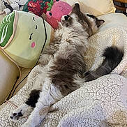 Honey joined the competition — help win amazing prizes! cat, fluffy, sleeping, blanket, plushie, stuffed_toy, couch, cozy, indoor, relaxation, cute, soft, fur, tail, pillow, home, resting, animal, comfort, decor